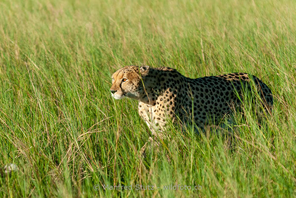 Gepard, Acinonyx jubatus, 20120401-MSF8485