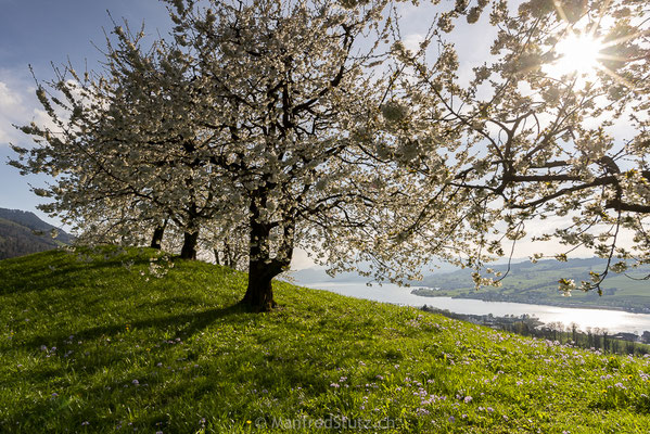 Kirschbäume im Kanton Schwyz