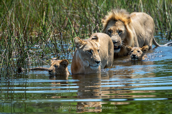 Afrikanischer Löwe, Panthera leo, 20150307-_MSF2744