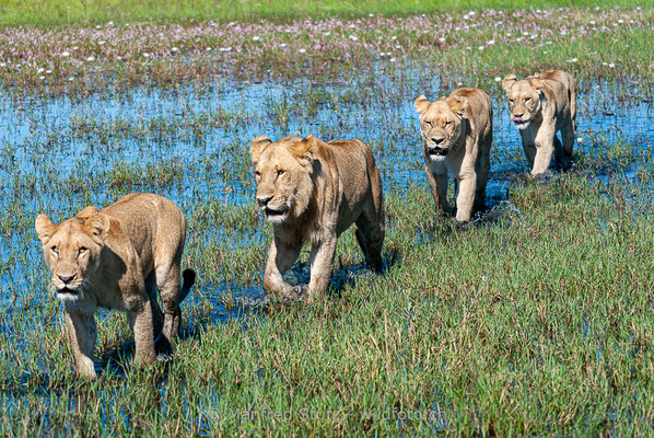 Afrikanischer Löwe, Panthera leo, Weiblich, Männlich, _MSF7886