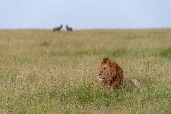 Afrikanischer Löwe, Panthera leo, Männlich, 20160209-_D046714