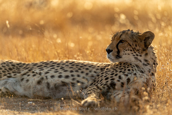 Gepard, Acinonyx jubatus, 20161007-D4D7009