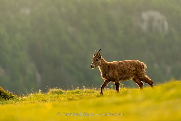 Alpensteinbock, Capra ibex, Steingeiss, Weiblich, 20180526-D4D0455-2