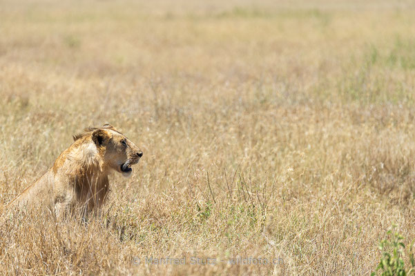 Afrikanischer Löwe, Panthera leo, Männlich, 20140601-_MSF4725