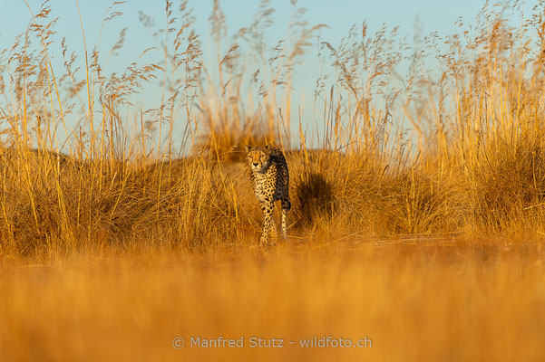 Gepard, Acinonyx jubatus, 20161007-D4D5351