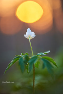 Buschwindröschen (Anemone nemorosa) Kanton Aargau