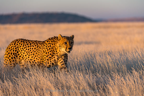 Gepard, Acinonyx jubatus, 20170629-D4D6822