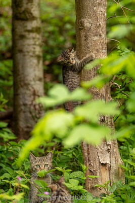 Europäische Wildkatze, Wildnispark Zürich