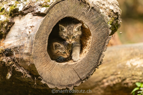 Europäische Wildkatze, Wildnispark Zürich