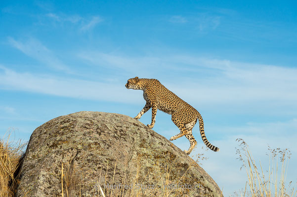 Gepard, Acinonyx jubatus, 20161007-D4D6823