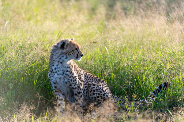 Gepard, Acinonyx jubatus, 20160206-D041258