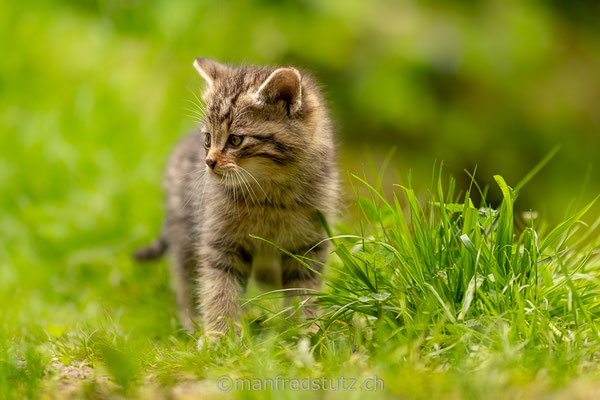 Europäische Wildkatze, Wildnispark Zürich