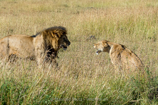 Afrikanischer Löwe, Panthera leo, Männlich, Weiblich, 20140602-_MSF5224