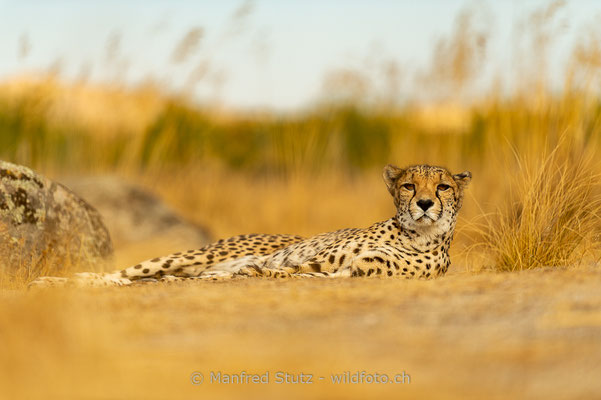 Gepard, Acinonyx jubatus, 20161006-E.2016.001