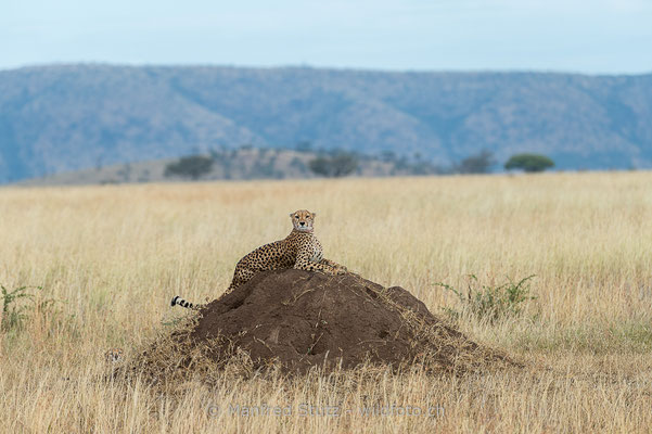 Gepard, Acinonyx jubatus, 20140529-MSF2019