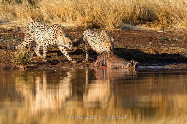 Gepard, Acinonyx jubatus, 20170629-D4D7518