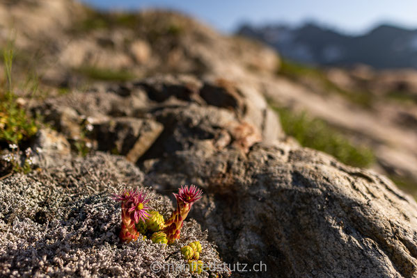 Blühender Hauswurz, Region Sustenpass, Steingletscher