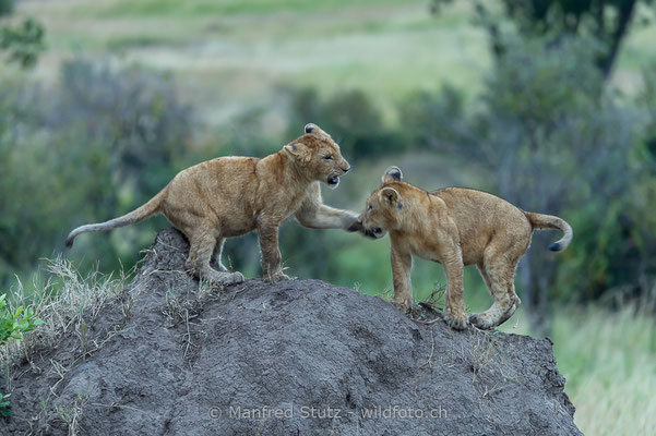 Afrikanischer Löwe, Panthera leo, Jungtiere, 20140603-_MSF6894