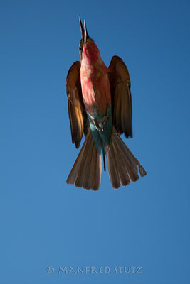 Southern Carmine Bee-eater, Merops nubicoides, Karminspint