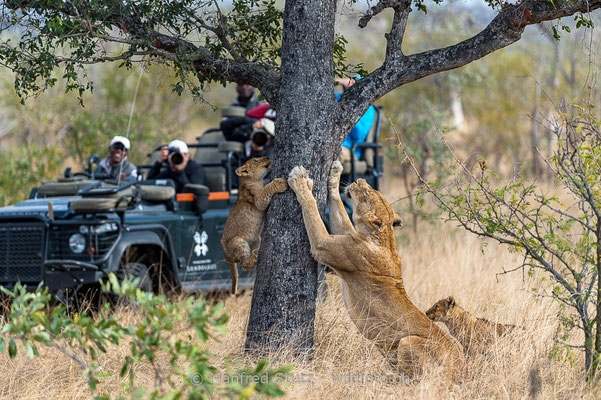 Afrikanischer Löwe, Panthera leo, Weiblich, Jungtiere, 20170704-_D4D1183
