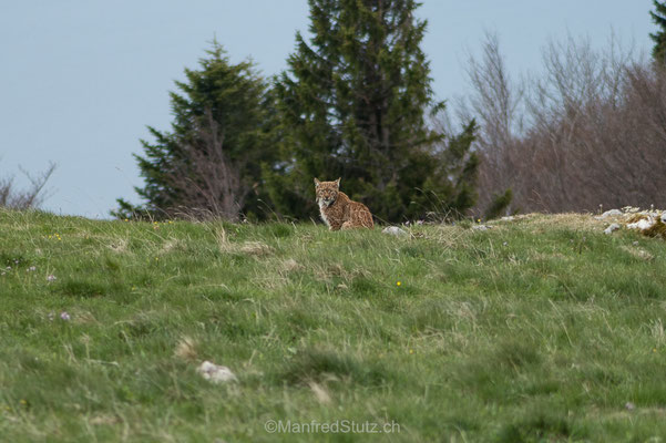 Eurasischer Luchs in freier Wildbahn, Kanton Neuenburg