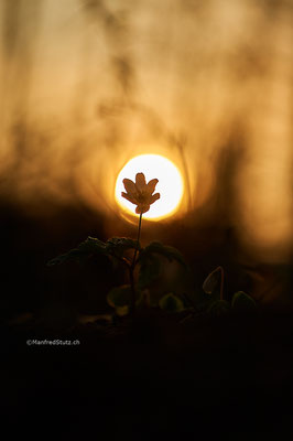 Buschwindröschen (Anemone nemorosa) Kanton Aargau