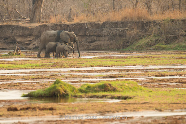 Afrikanischer Elefant, Loxodonta africana, 20141017-MSF0547