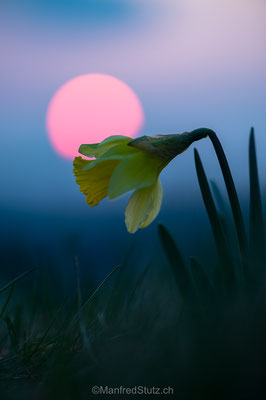 Gelbe Narzisse, Narcissus pseudonarcissus, Vue des Alpes, Neuenburg