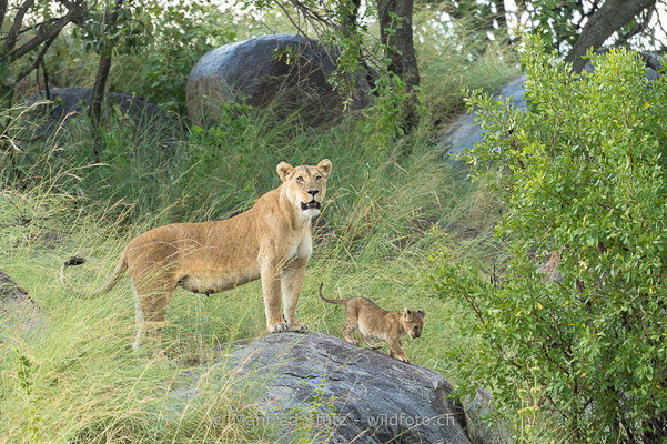 Afrikanischer Löwe, Panthera leo, Weiblich, Jungtier, 20140603-_MSF6048