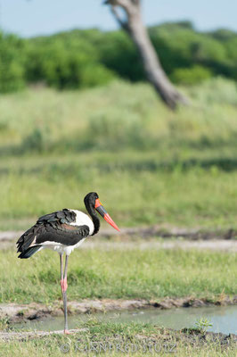 Saddle-billed Stork, Ephippiorhynchus senegalensis, Sattelstorch