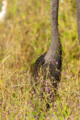 Afrikanischer Elefant, Loxodonta africana, 20120326-MSF5429