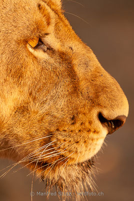 Afrikanischer Löwe, Panthera leo, Weiblich, 20110821-DSC_0296