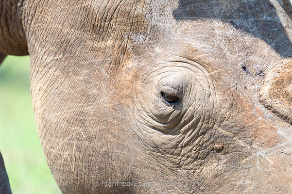 Breitmaulnashorn, Ceratotherium simum, 20120919-MSF4085