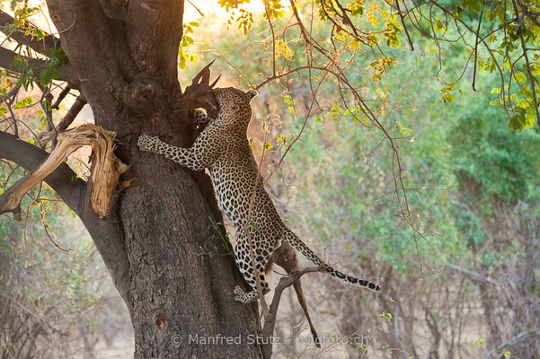 Afrikanischer Leopard, Panthera pardus pardus, 20141024-MSF3549