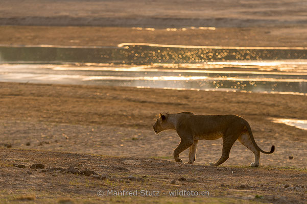 Afrikanischer Löwe, Panthera leo, Weiblich, _MSF4118