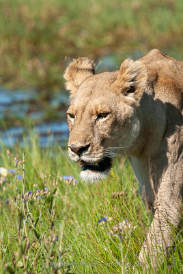 Afrikanischer Löwe, Panthera leo, Weiblich, _MSF7976