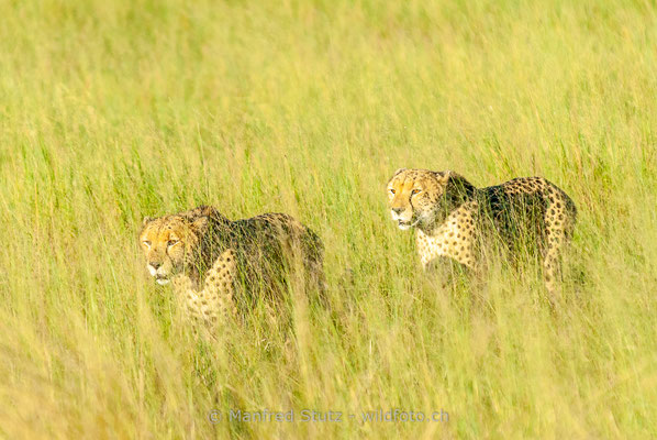 Gepard, Acinonyx jubatus, 20120401-MSF8517