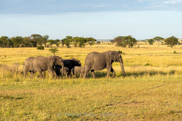 Afrikanischer Elefant, Loxodonta africana, 20140602-MSF4881