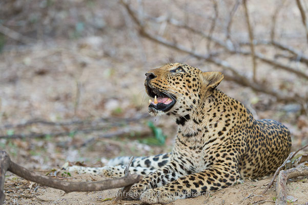 Afrikanischer Leopard, Panthera pardus pardus 20141027-MSF4913