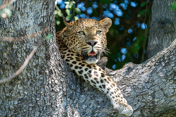 Afrikanischer Leopard, Panthera pardus pardus, 20130224-MSF2271