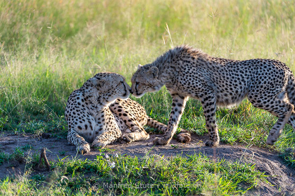 Gepard, Acinonyx jubatus, 20160206-D041268