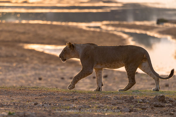 Afrikanischer Löwe, Panthera leo, Weiblich, _MSF4116