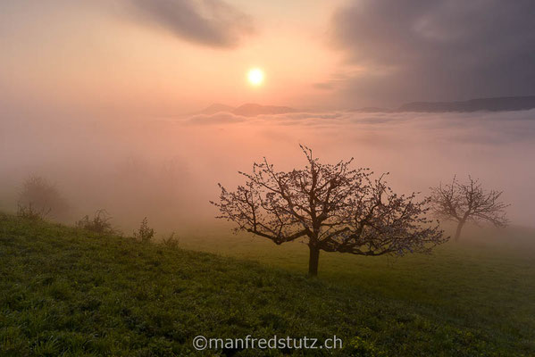 Kirschbäume am Chriesiwäg im Fricktal, Aargau