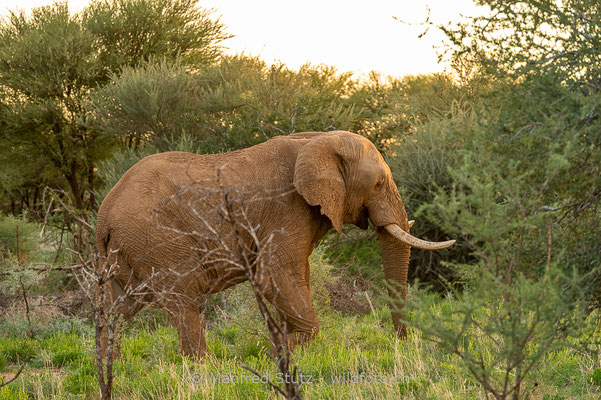 Afrikanischer Elefant, Loxodonta africana, 20180226-D4D5862