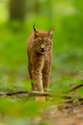 Eurasischer Luchs, Wildpark Gangelt, Deutschland