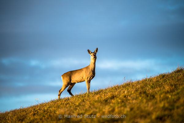 Reh, Capreolus capreolus, 20160105-CH.2016.0003