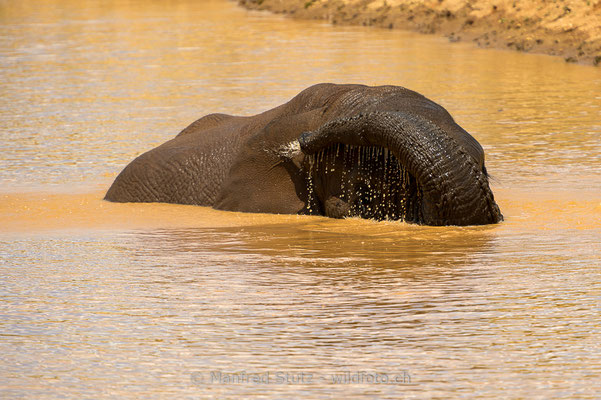 Afrikanischer Elefant, Loxodonta africana, 20180226-D4D5695