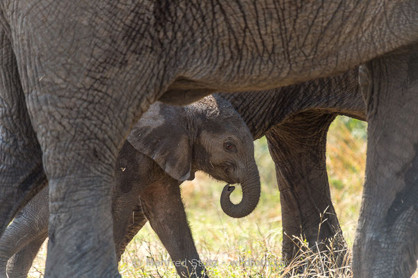 Afrikanischer Elefant, Loxodonta africana, 20120921-MSF4549