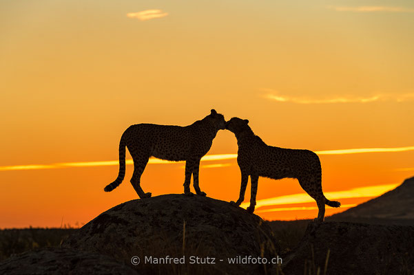 Gepard, Acinonyx jubatus, 20161006-E.2016.003