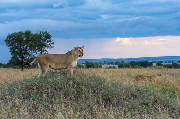 Afrikanischer Löwe, Panthera leo, Weiblich, 20140603-_MSF6273